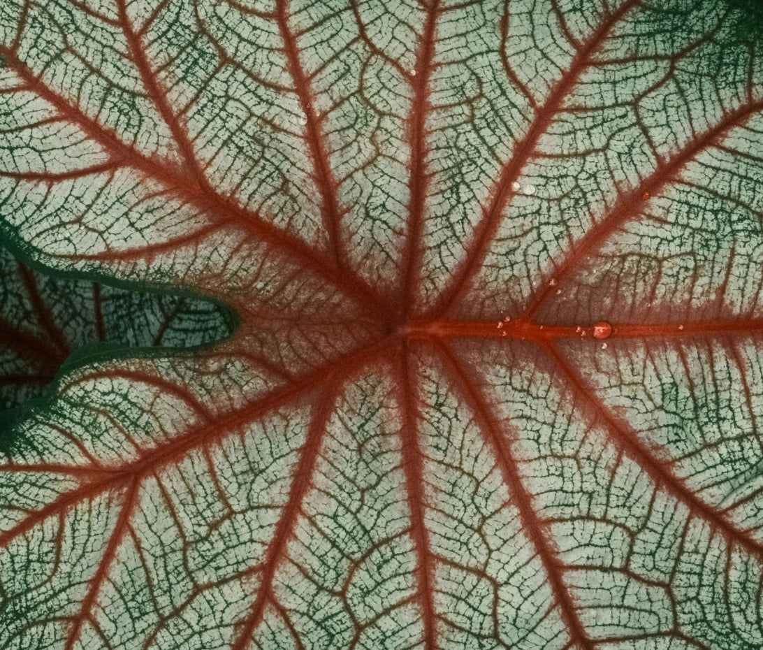 Breath of Veins Phone Cases