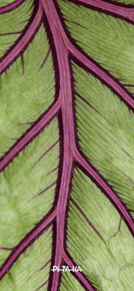 Breath of Veins